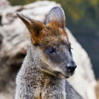 Wallaby